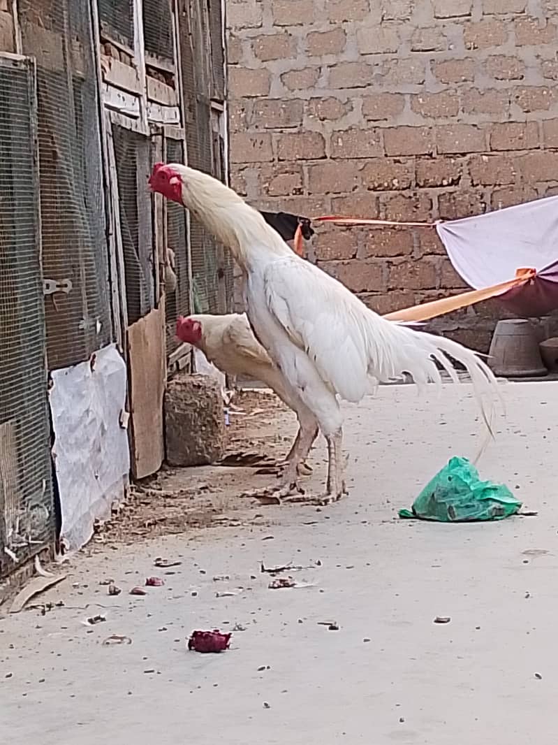 breeder pair 2