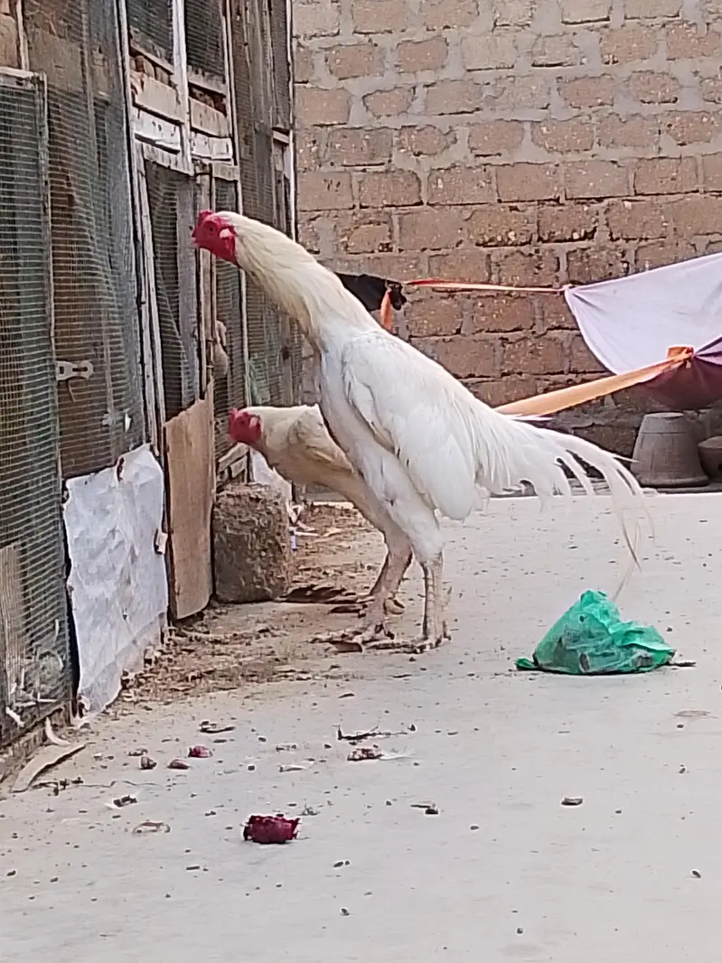 breeder pair — photo 3