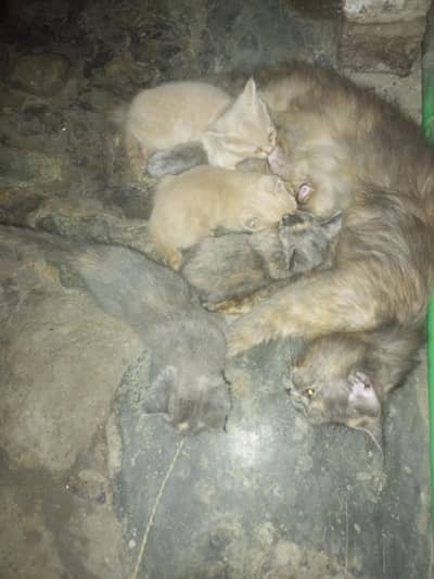 3 baby sale