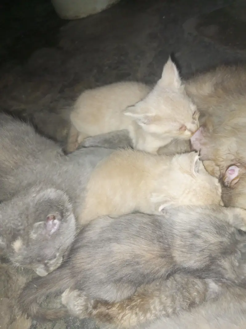 3 baby sale — photo 2