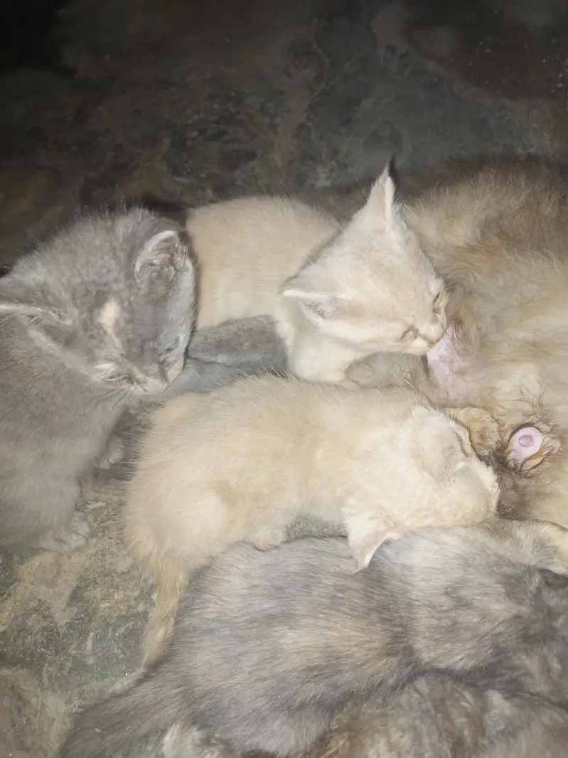 3 baby sale — photo 3