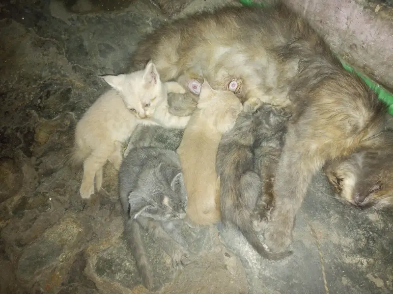 3 baby sale — photo 4