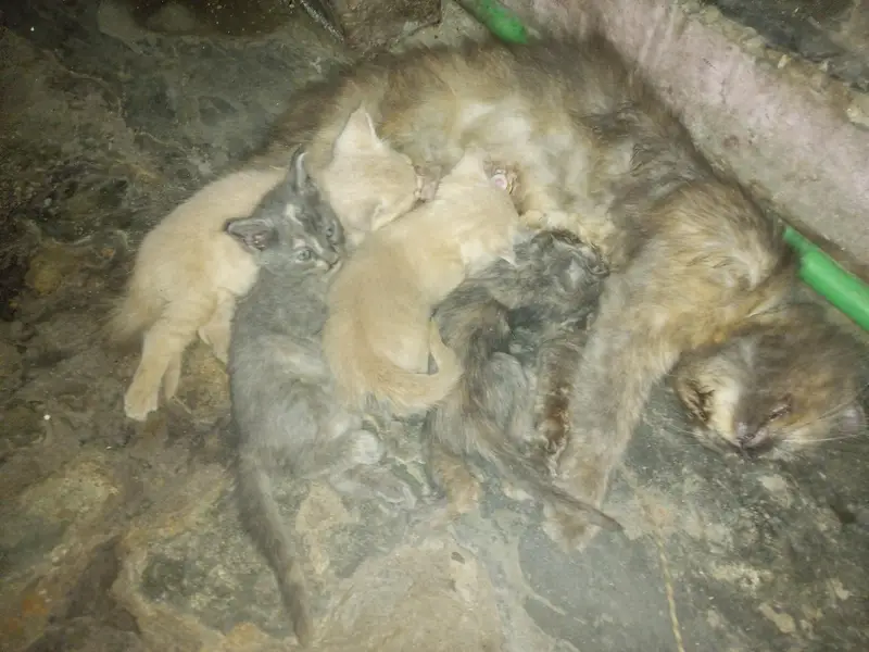 3 baby sale — photo 5