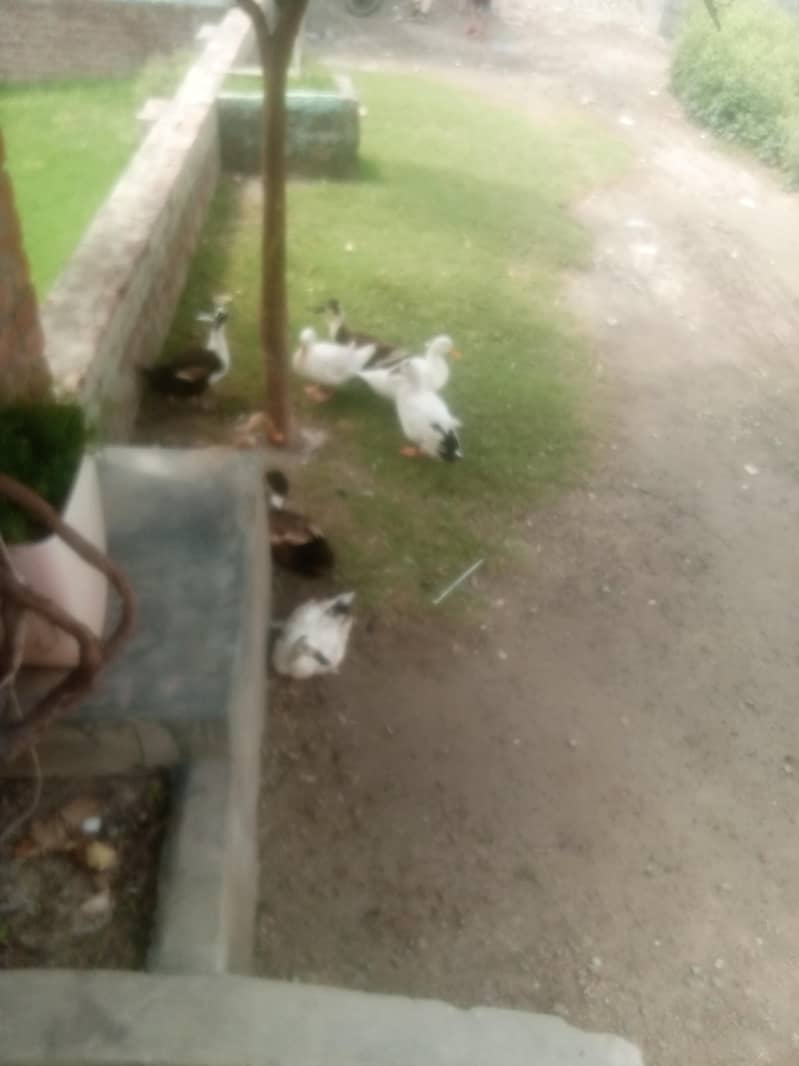 white 1