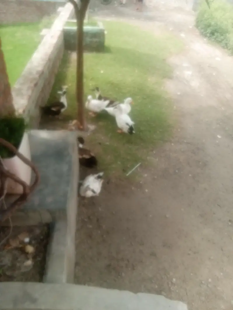 white — photo 2