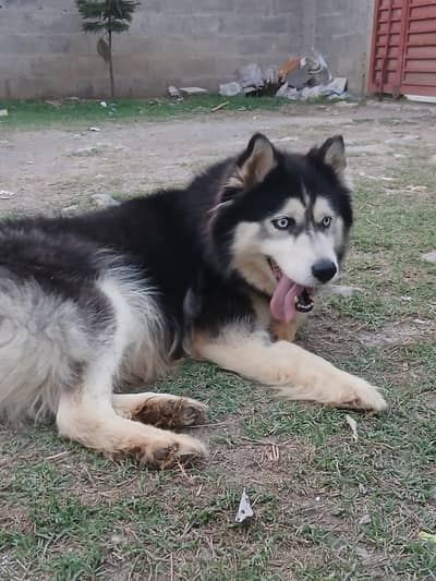 siberian husky female