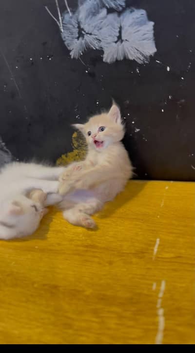 Adorable Kittens Pair Available for Sale 