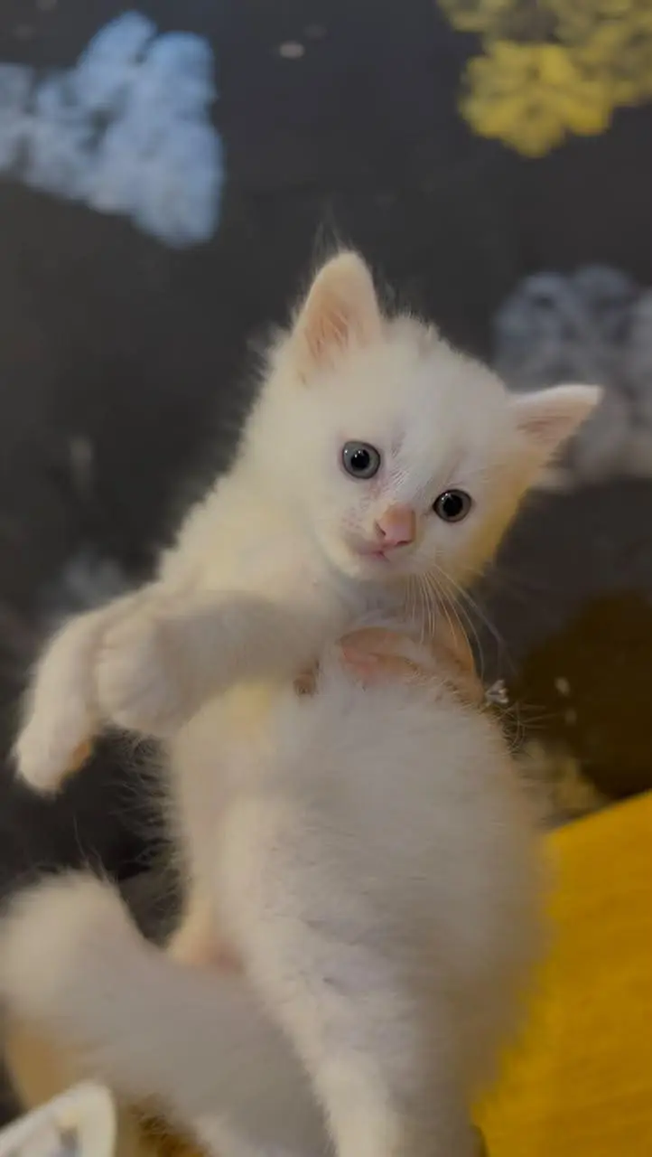 Adorable Kittens Pair Available for Sale  — photo 2