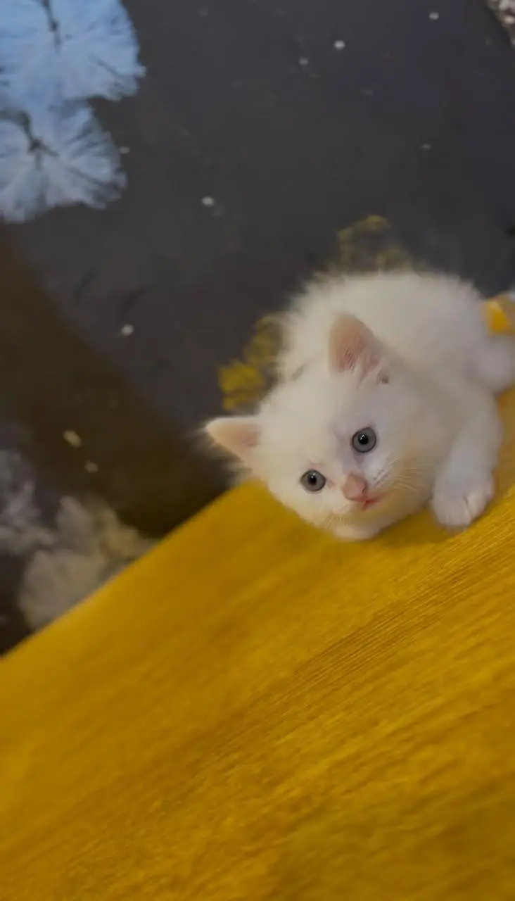 Adorable Kittens Pair Available for Sale  — photo 3