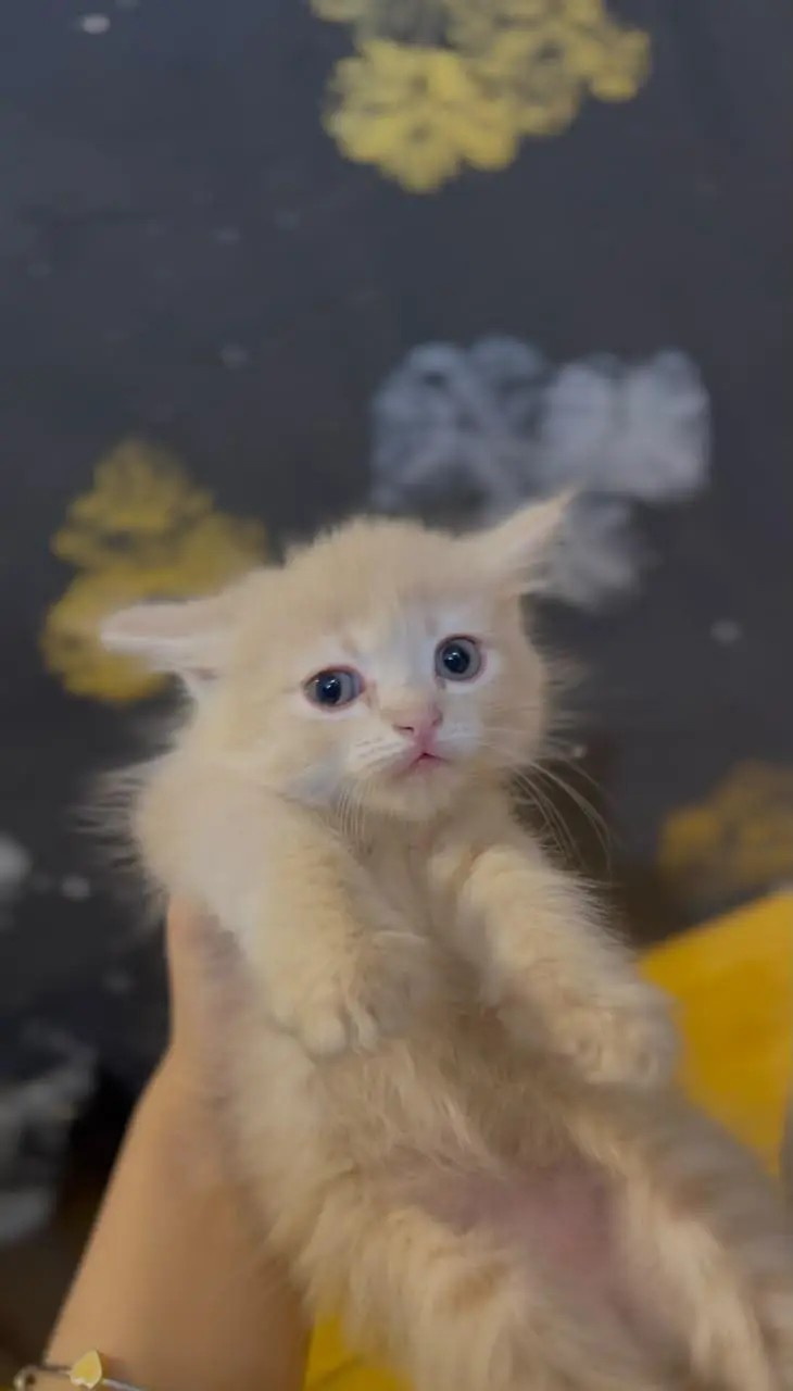 Adorable Kittens Pair Available for Sale  — photo 4