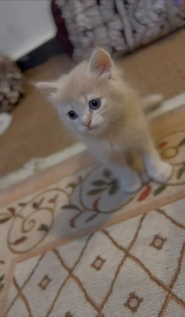 Adorable Kittens Pair Available for Sale  — photo 5