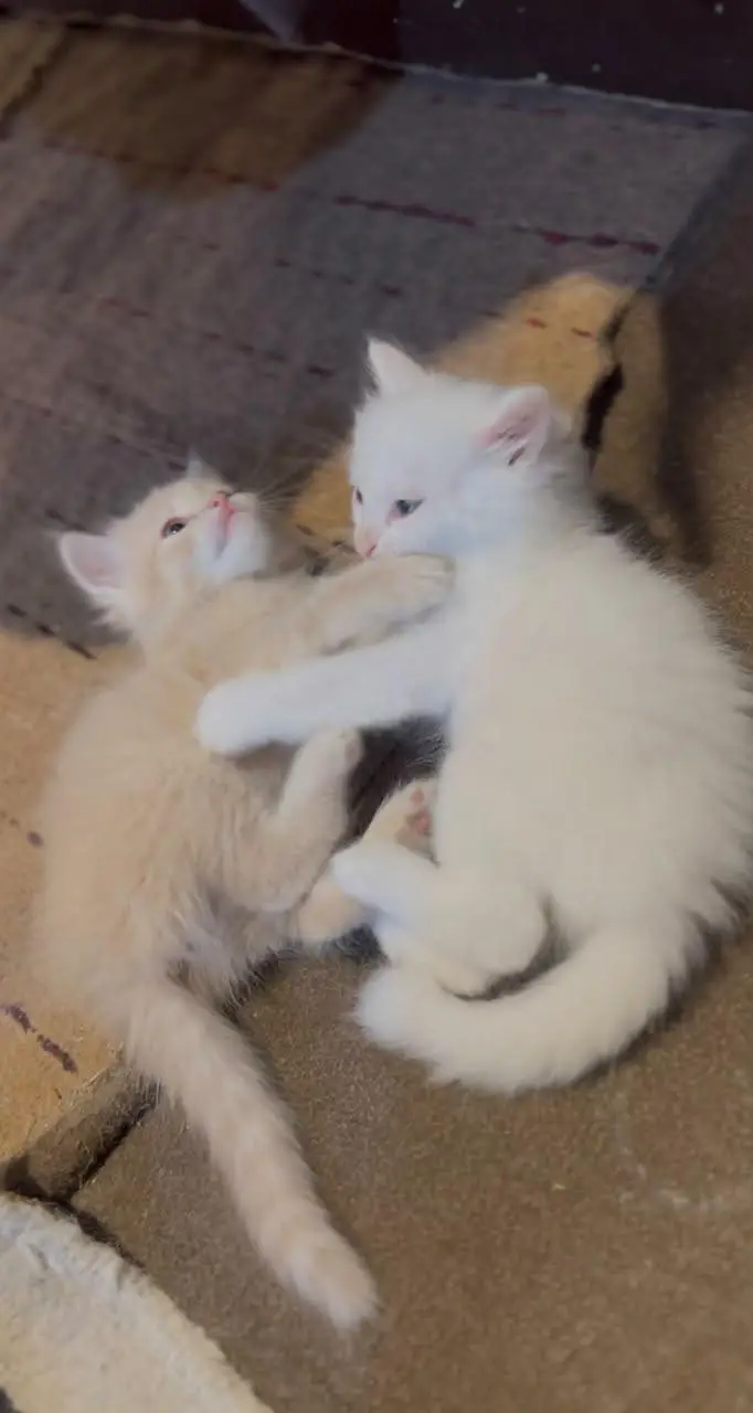 Adorable Kittens Pair Available for Sale  — photo 6