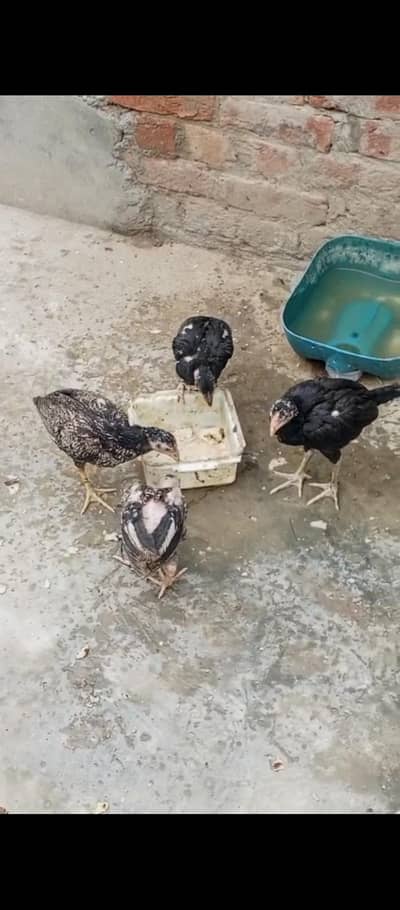 URGENT FOR SALE. . . . .