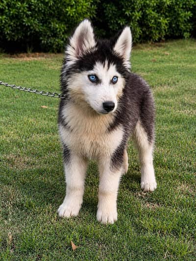 Pure Siberian husky puppies