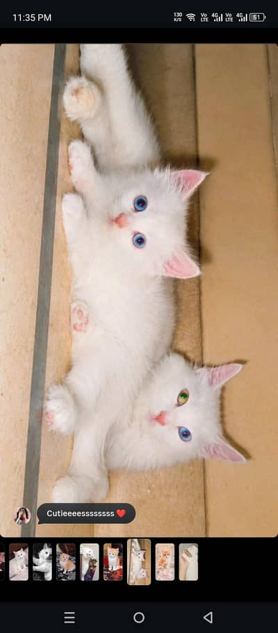 Beautiful 3-Month-Old Semi Persian Kitten  Ginger, Brown & White