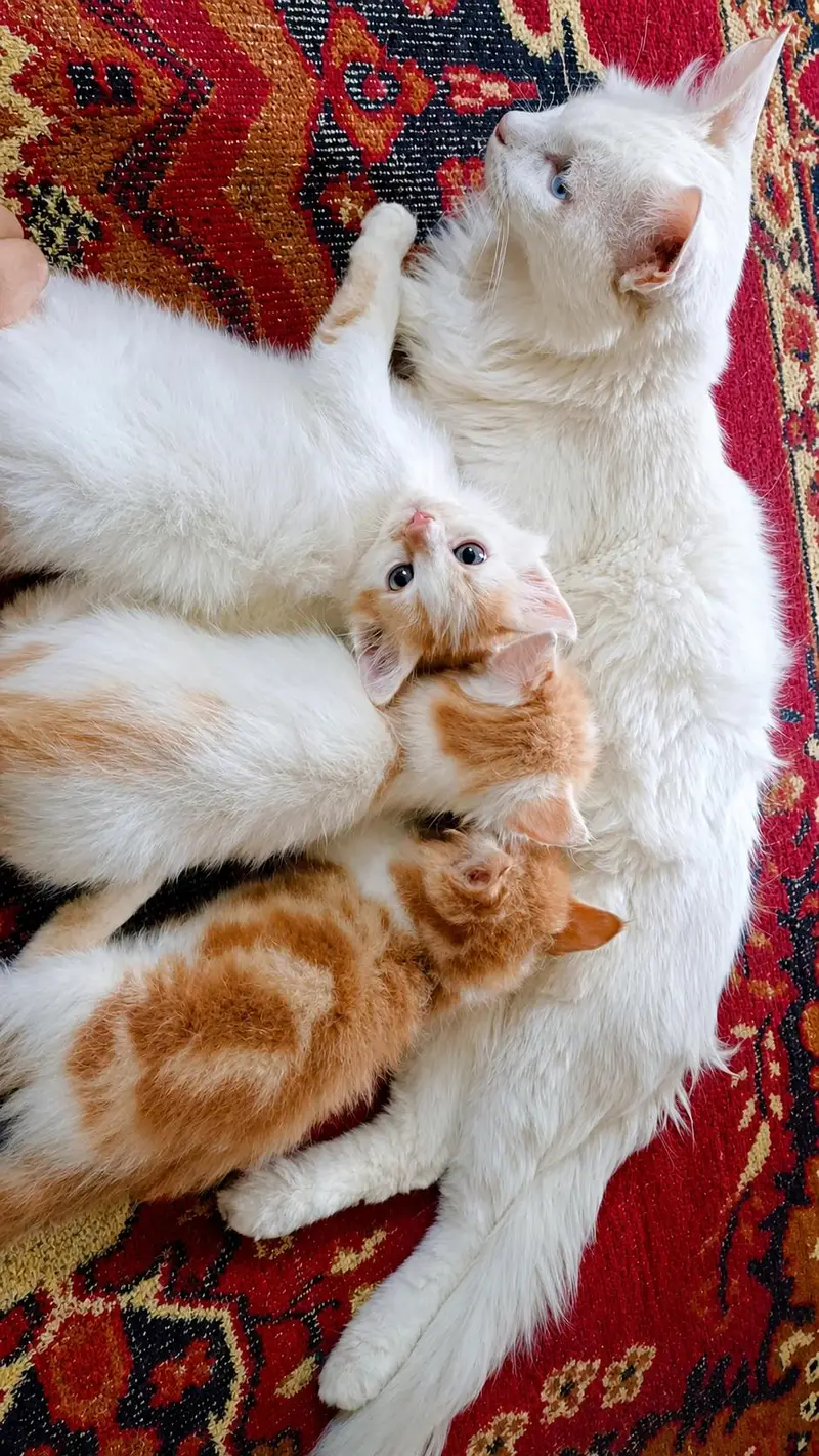 Beautiful 3-Month-Old Semi Persian Kitten  Ginger, Brown & White — photo 2