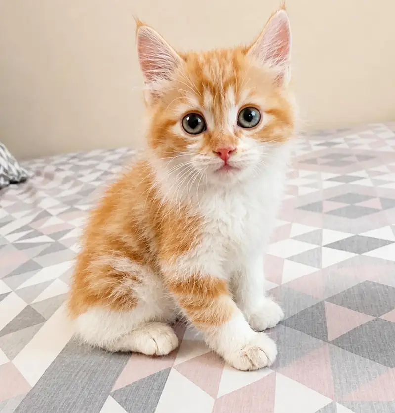 Beautiful 3-Month-Old Semi Persian Kitten  Ginger, Brown & White — photo 3
