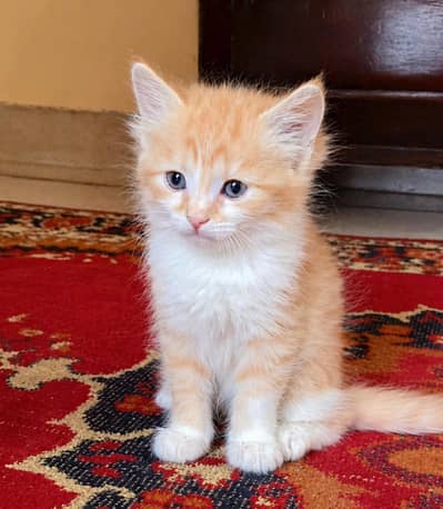 Beautiful 3-Month-Old Semi Persian Kitten  Ginger, Brown & White