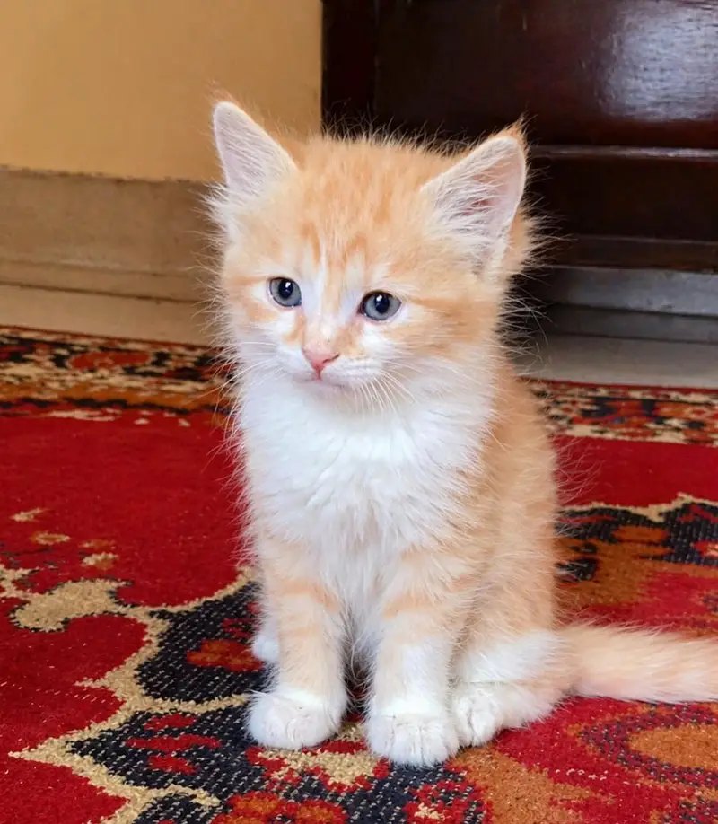 Beautiful 3-Month-Old Semi Persian Kitten  Ginger, Brown & White — photo 4