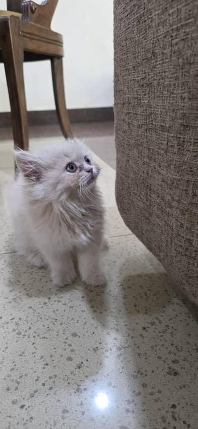 kitten for sale