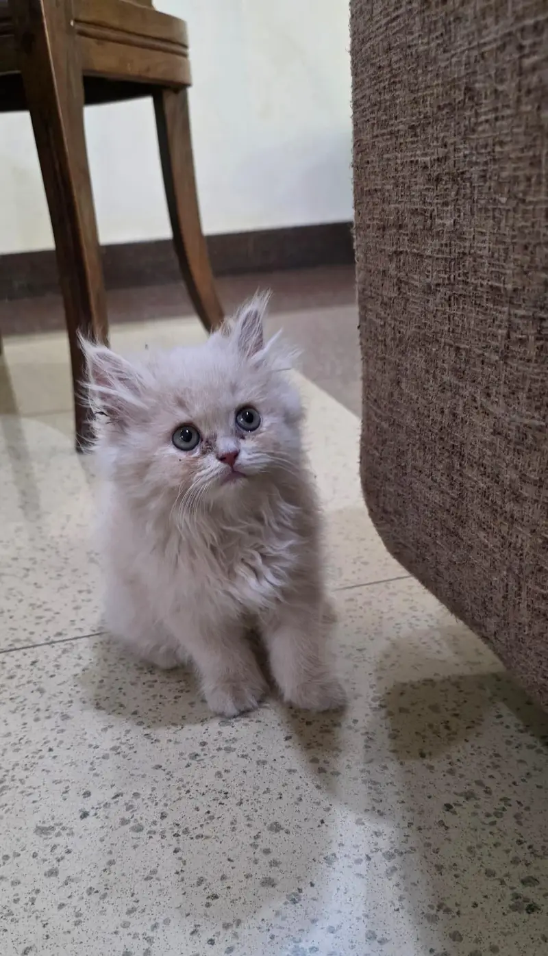 kitten for sale — photo 3