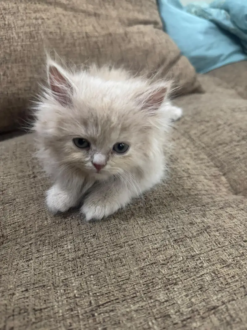 kitten for sale — photo 4