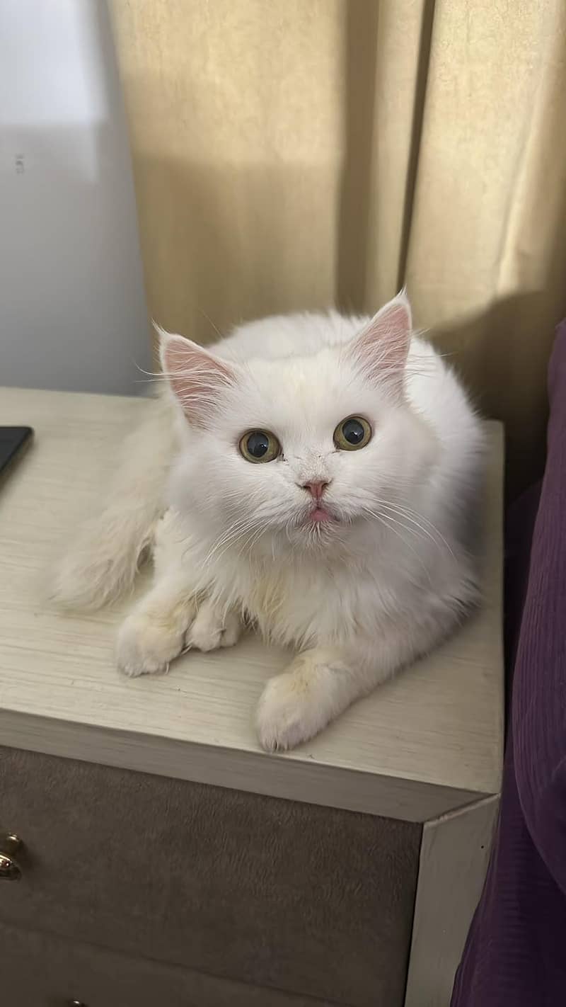 cute cat 0