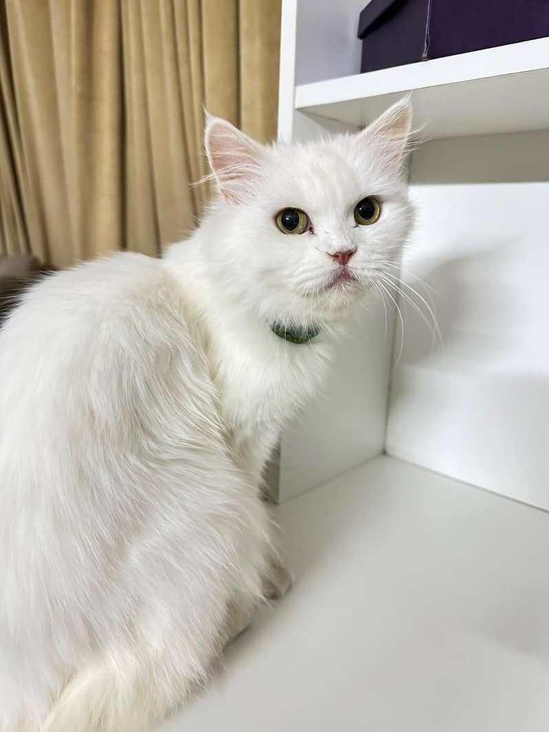 cute cat 1