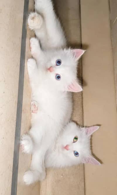 Beautiful 3-Month-Old Semi Persian Kitten  Ginger, Brown & White