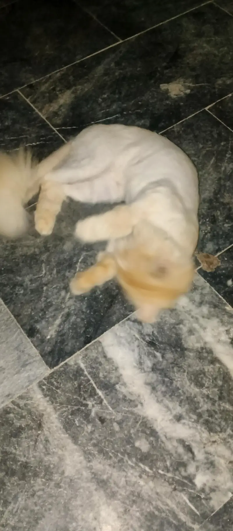 loin cutting cat male — photo 2
