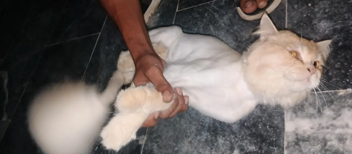 loin cutting cat male — photo 4