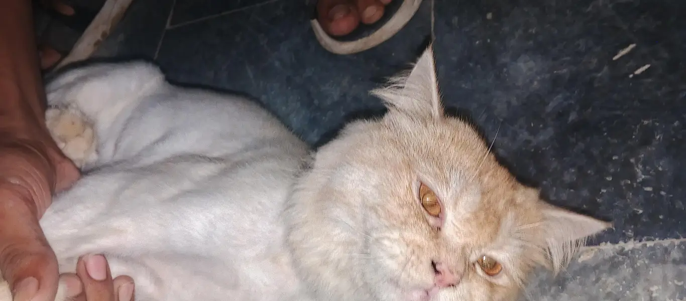 loin cutting cat male — photo 5