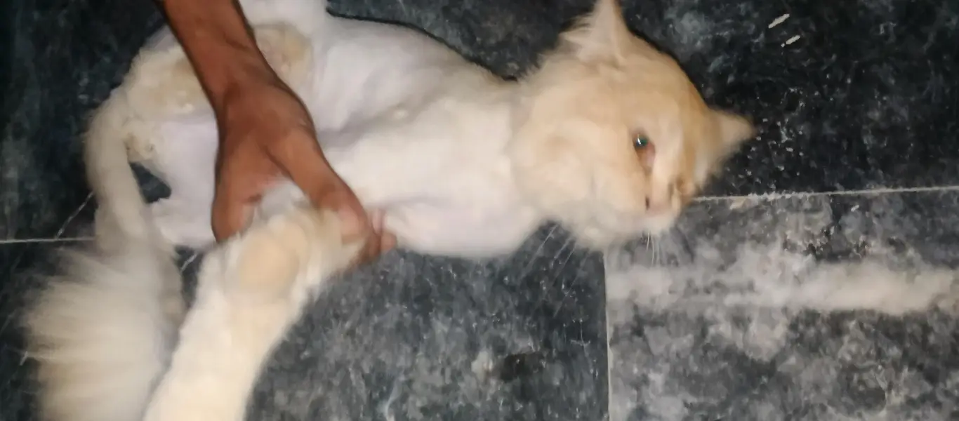 loin cutting cat male — photo 6