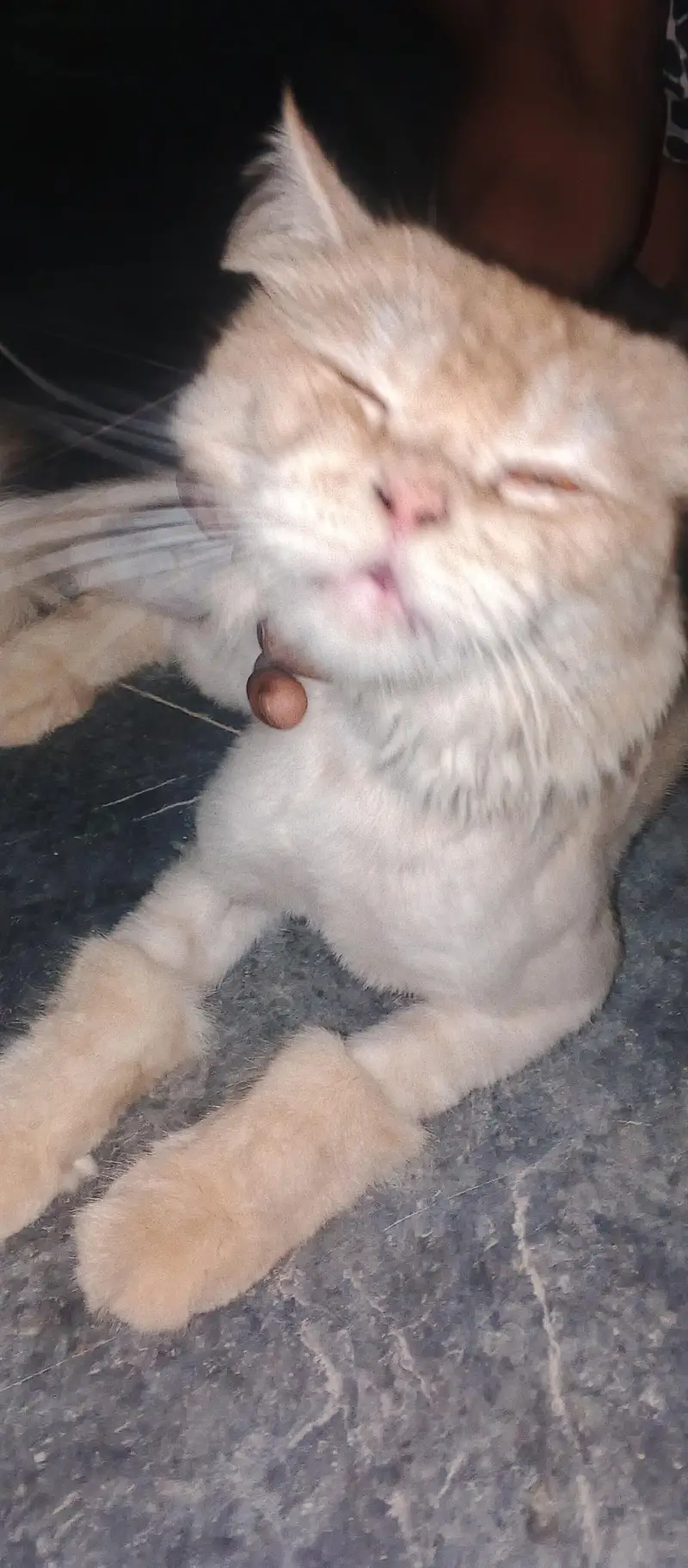 loin cutting cat male — photo 7