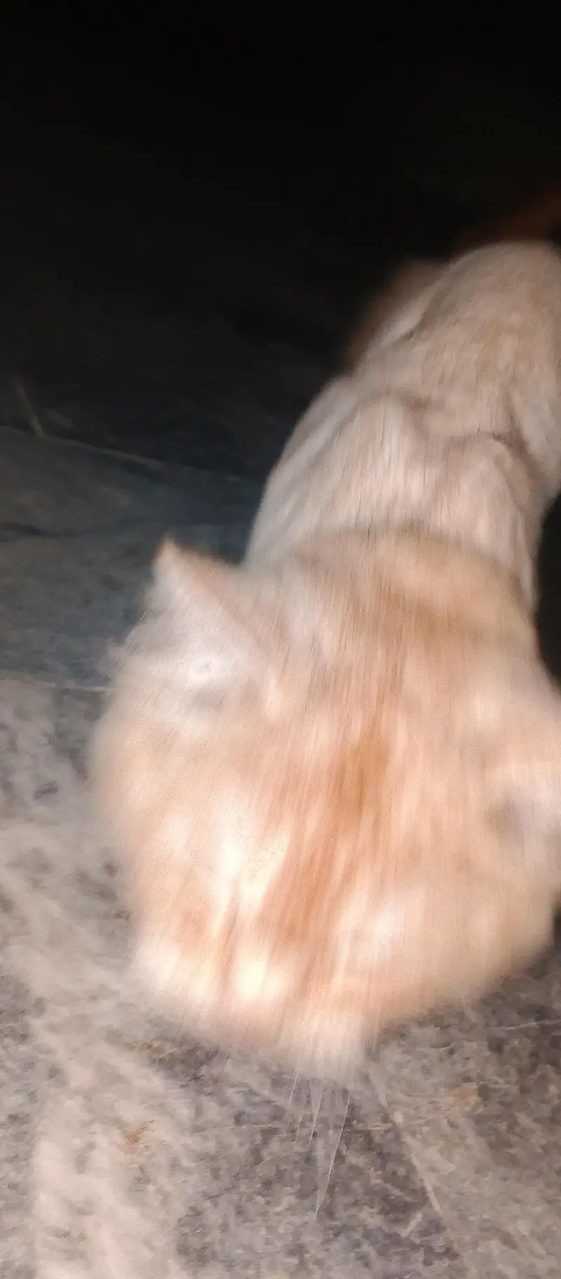 loin cutting cat male — photo 8