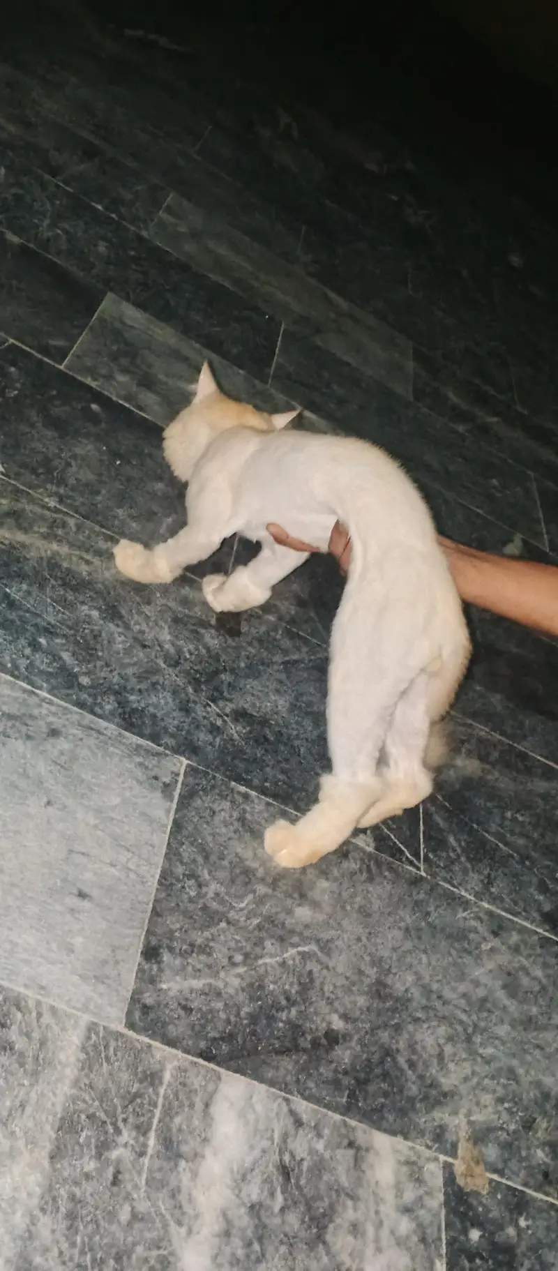 loin cutting cat male — photo 9