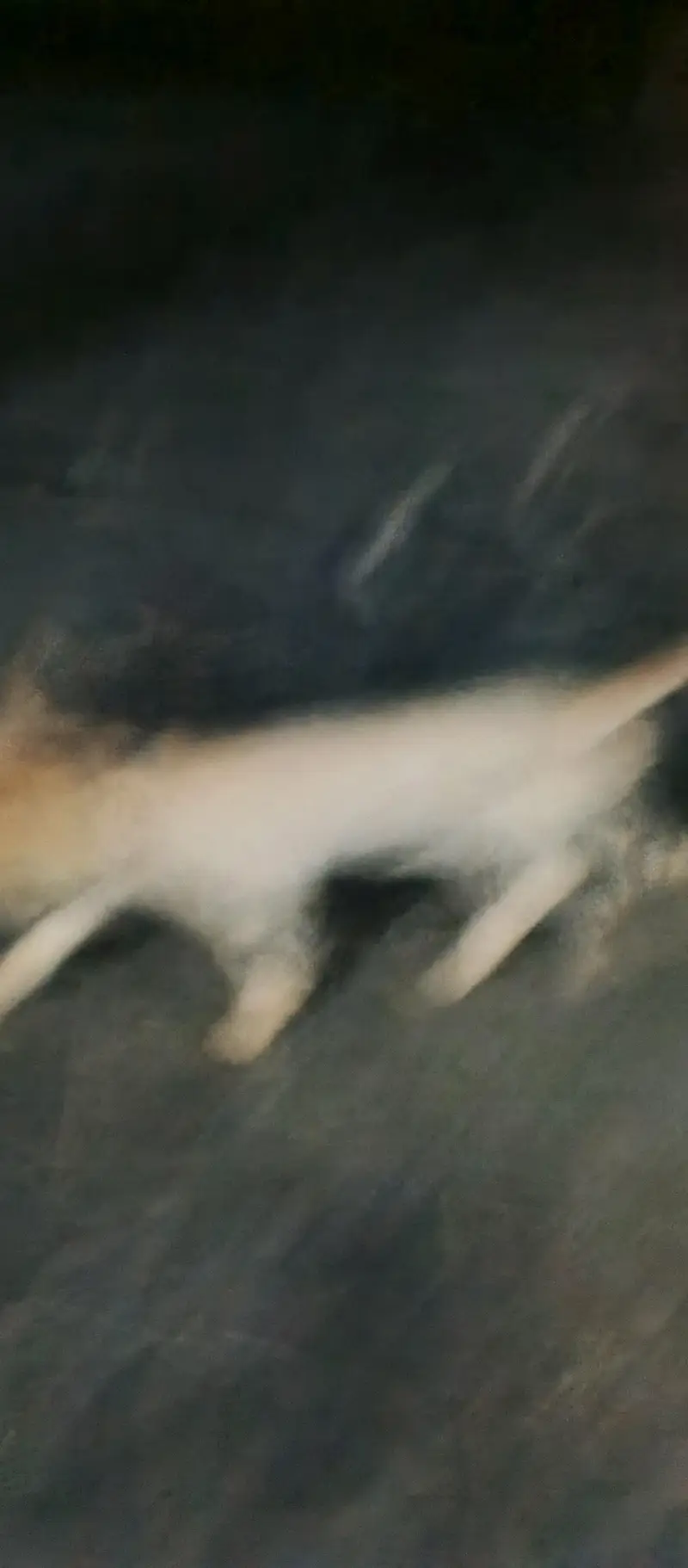 loin cutting cat male — photo 10