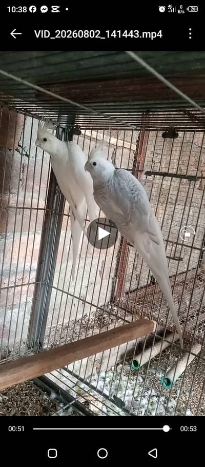 Fellow Cockatiel, One spotted cockatiel, Eno Cockatiel, Budgies, Love