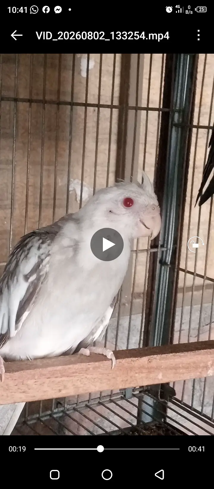 Fellow Cockatiel, One spotted cockatiel, Eno Cockatiel, Budgies, Love — photo 2