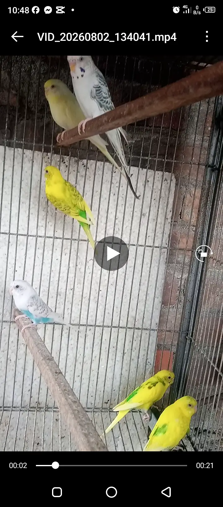 Fellow Cockatiel, One spotted cockatiel, Eno Cockatiel, Budgies, Love — photo 3