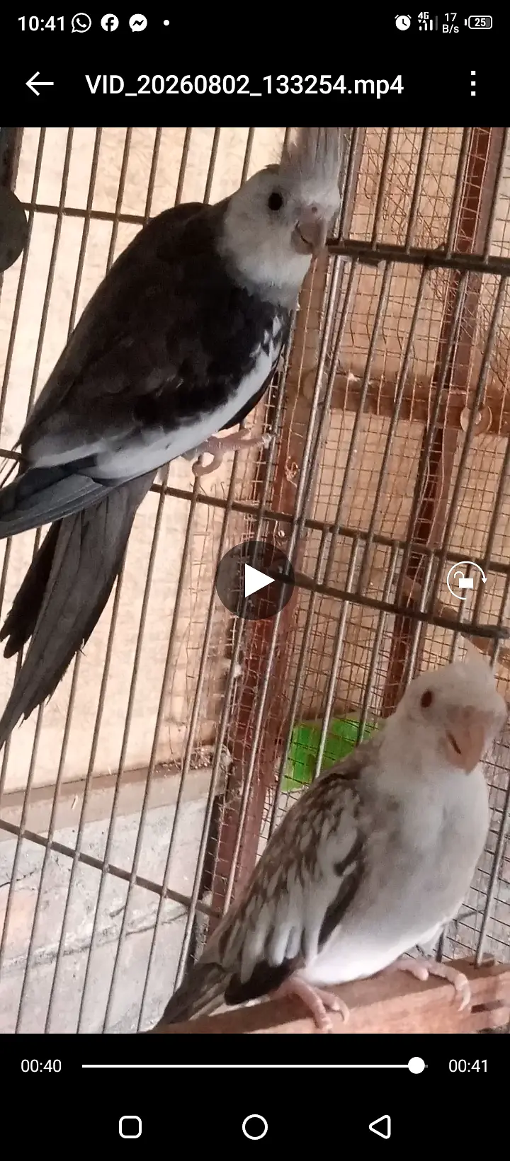 Fellow Cockatiel, One spotted cockatiel, Eno Cockatiel, Budgies, Love — photo 5