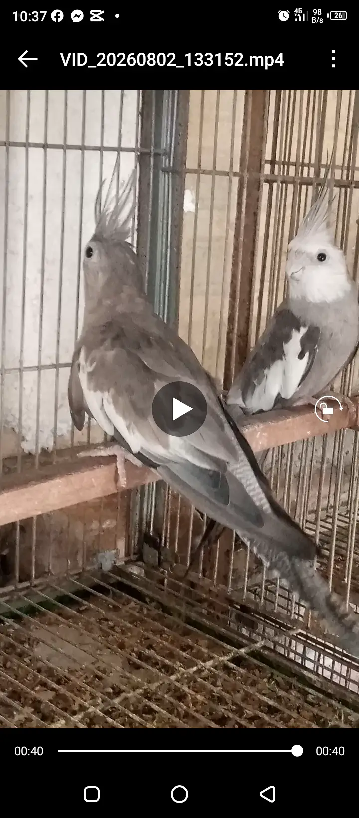 Fellow Cockatiel, One spotted cockatiel, Eno Cockatiel, Budgies, Love — photo 6