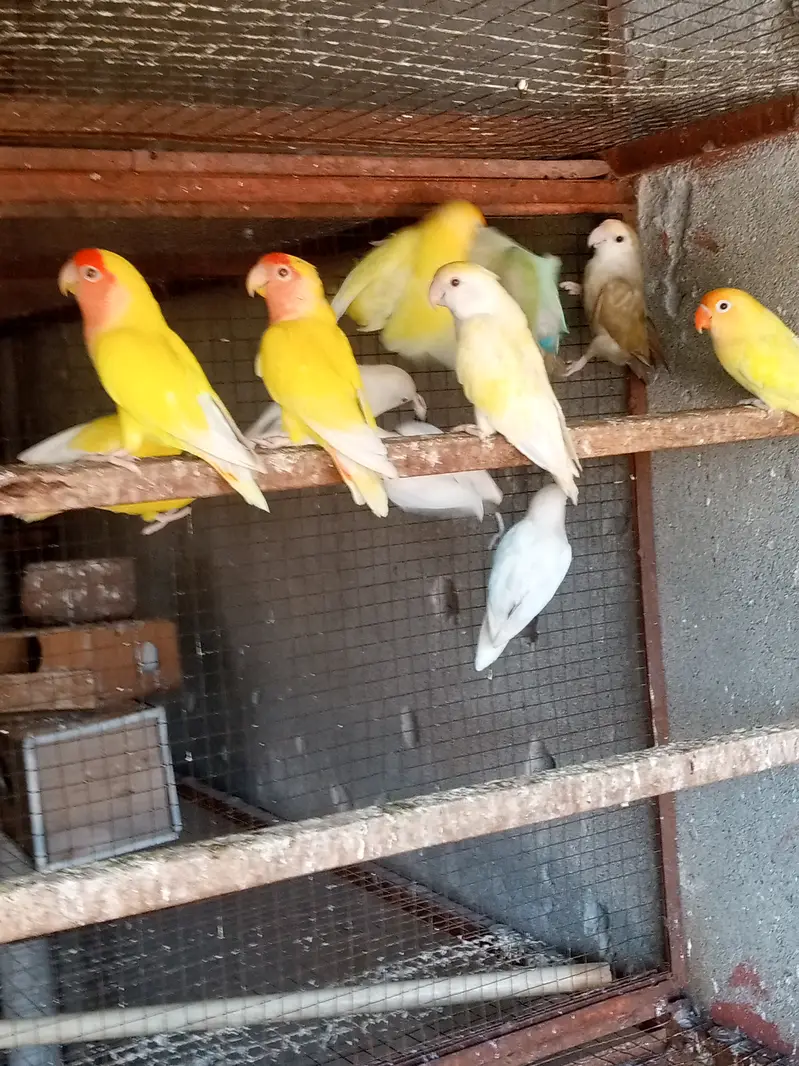 Fellow Cockatiel, One spotted cockatiel, Eno Cockatiel, Budgies, Love — photo 7