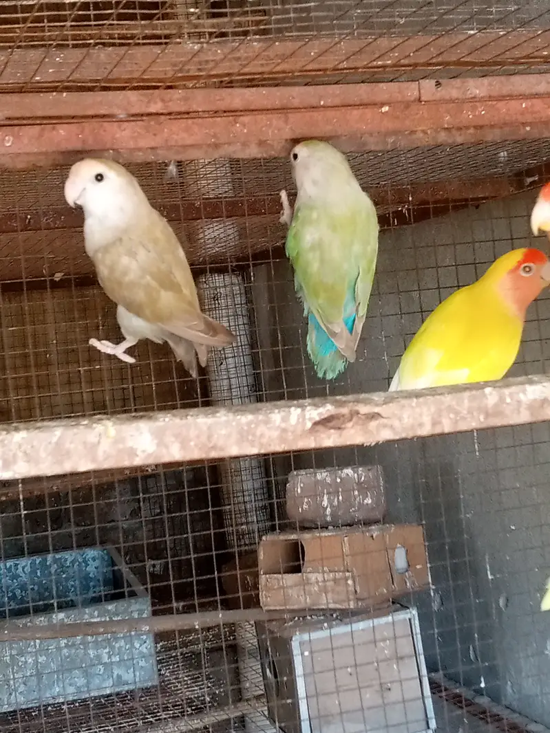 Fellow Cockatiel, One spotted cockatiel, Eno Cockatiel, Budgies, Love — photo 8