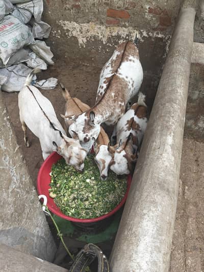 Bakri with 2male 1female full khry Kano ma Pure breed