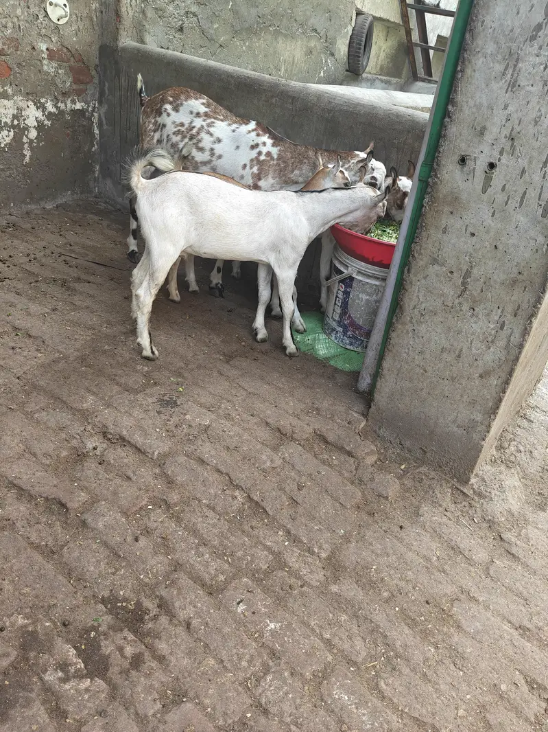 Bakri with 2male 1female full khry Kano ma Pure breed — photo 2