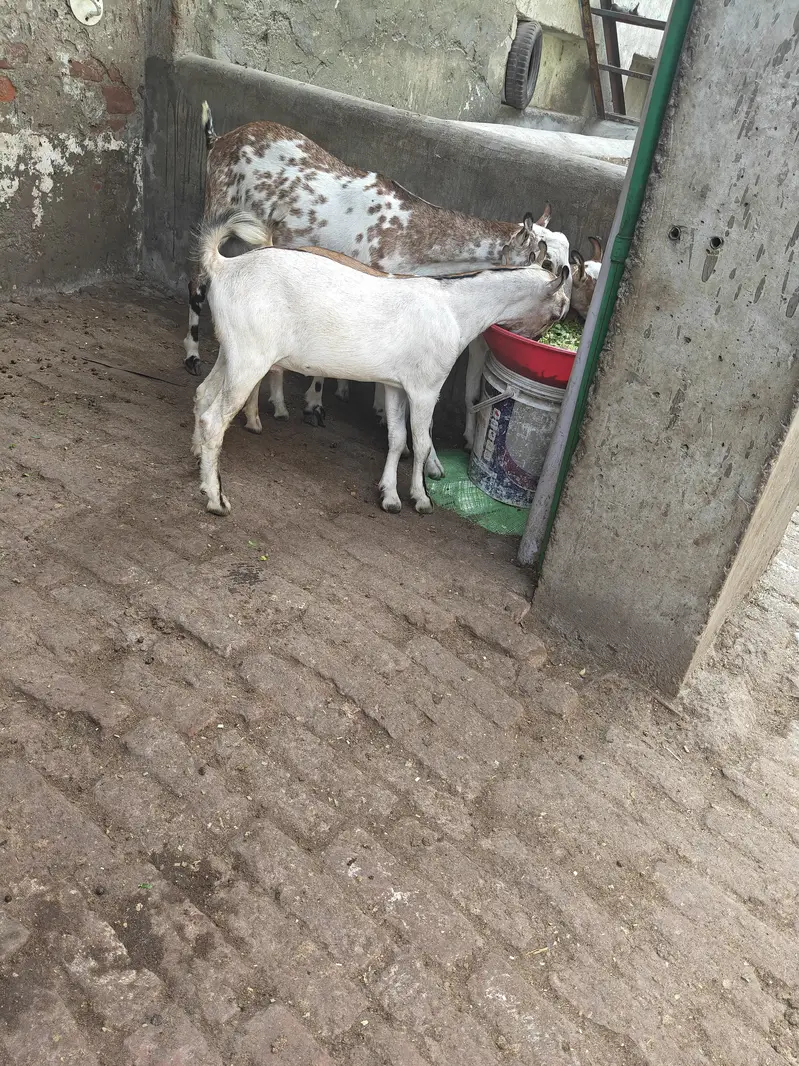 Bakri with 2male 1female full khry Kano ma Pure breed — photo 3