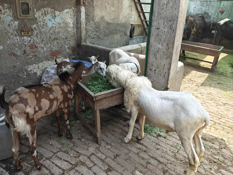 Bakri with 2male 1female full khry Kano ma Pure breed — photo 4
