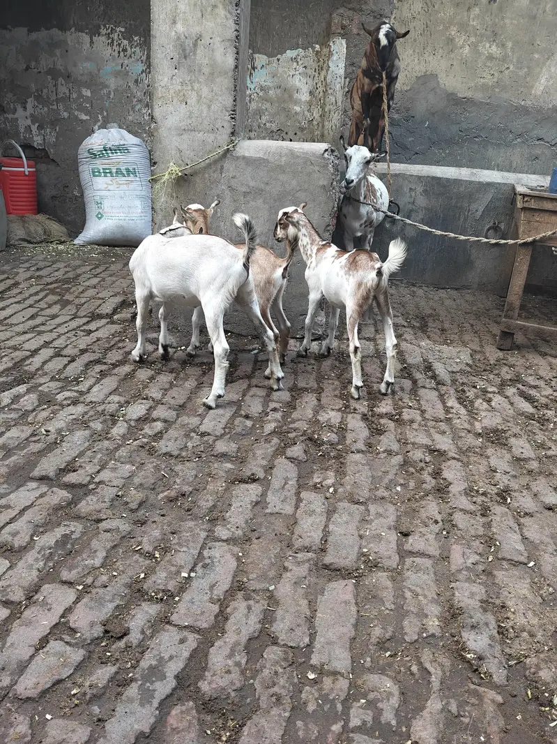 Bakri with 2male 1female full khry Kano ma Pure breed — photo 5