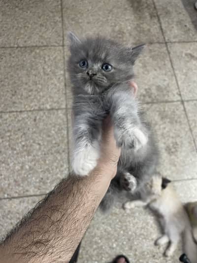 3 persian kitten available